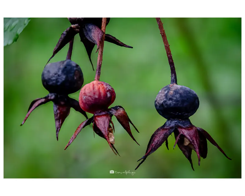 Rose Buds.jpg